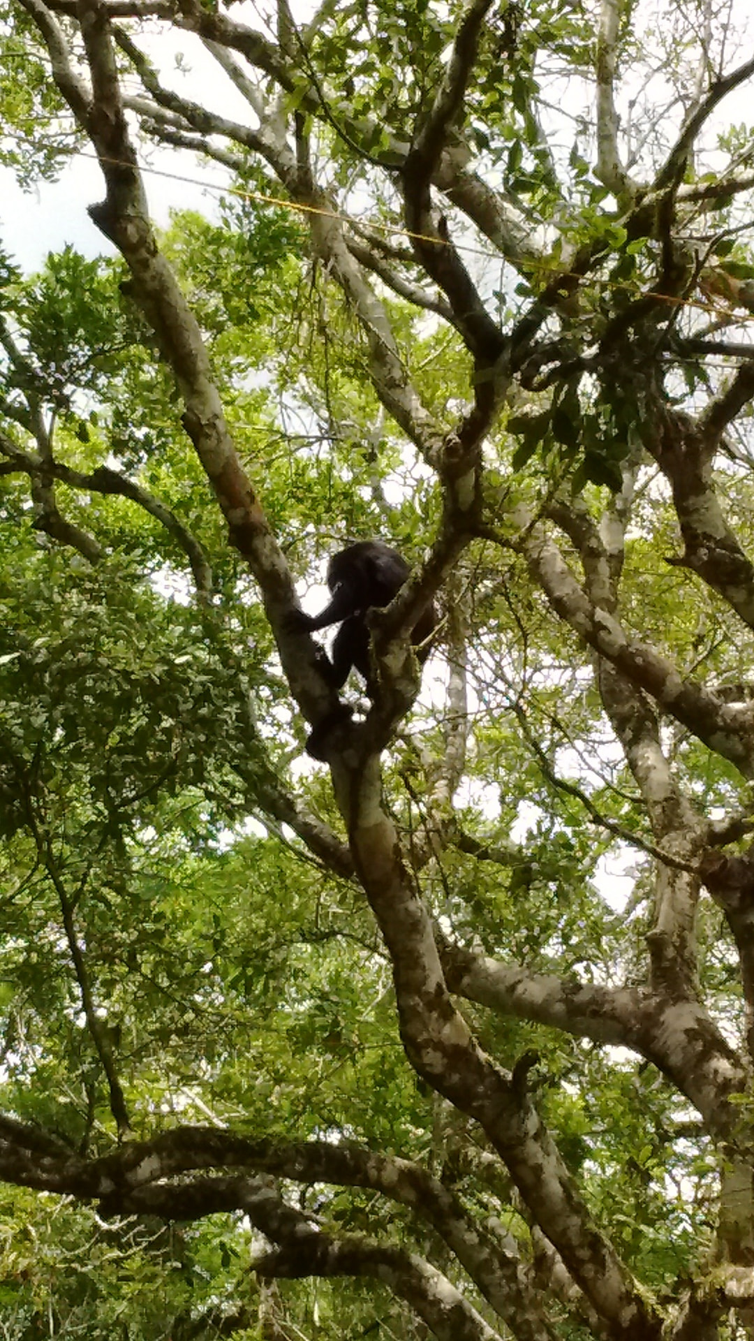 A black howler monkey resting high in the branches of a jungle tree