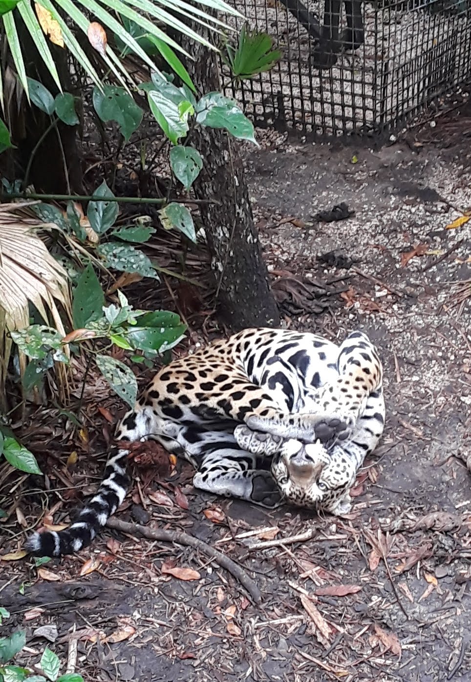 A jaguar resting on the forest floor among palms